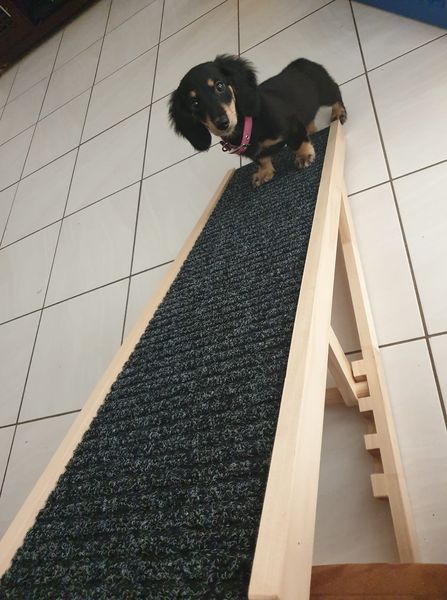 Dashie store dog ramps